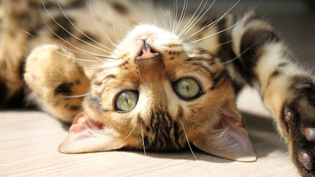 Dierenkliniek Joure - Kattenwachtkamer - zelfstandige dierenarts voor huisdieren in Joure, Heerenveen, Sneek, Lemmer en verdere omgeving Friese Meren.