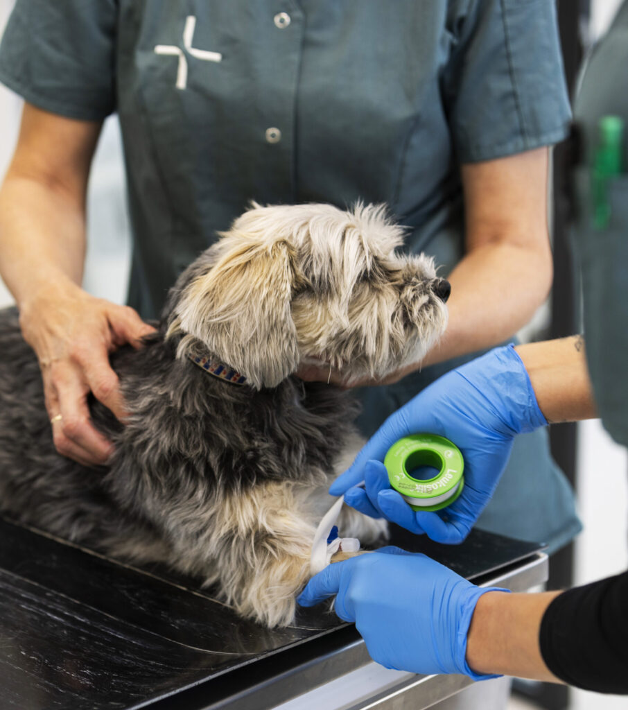 Dierenkliniek Joure - Operatie huisdier en opnamezorg - zelfstandige dierenarts voor huisdieren in Joure, Heerenveen, Sneek, Lemmer en verdere omgeving Friese Meren.
