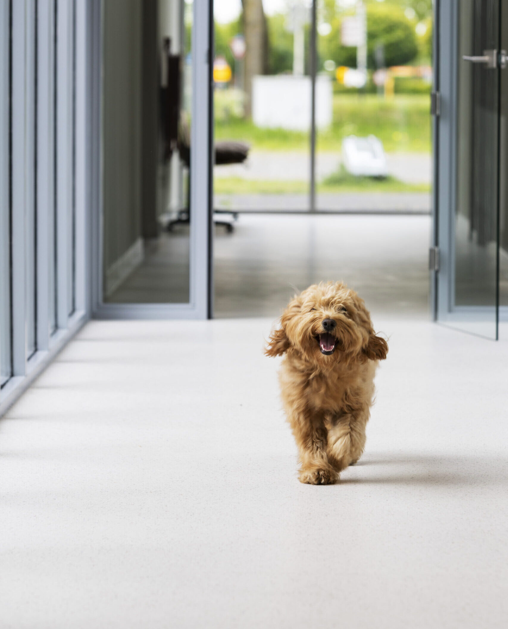 Dierenkliniek Joure - zelfstandige dierenarts voor huisdieren in Joure, Heerenveen, Sneek, Lemmer en verdere omgeving Friese Meren.
