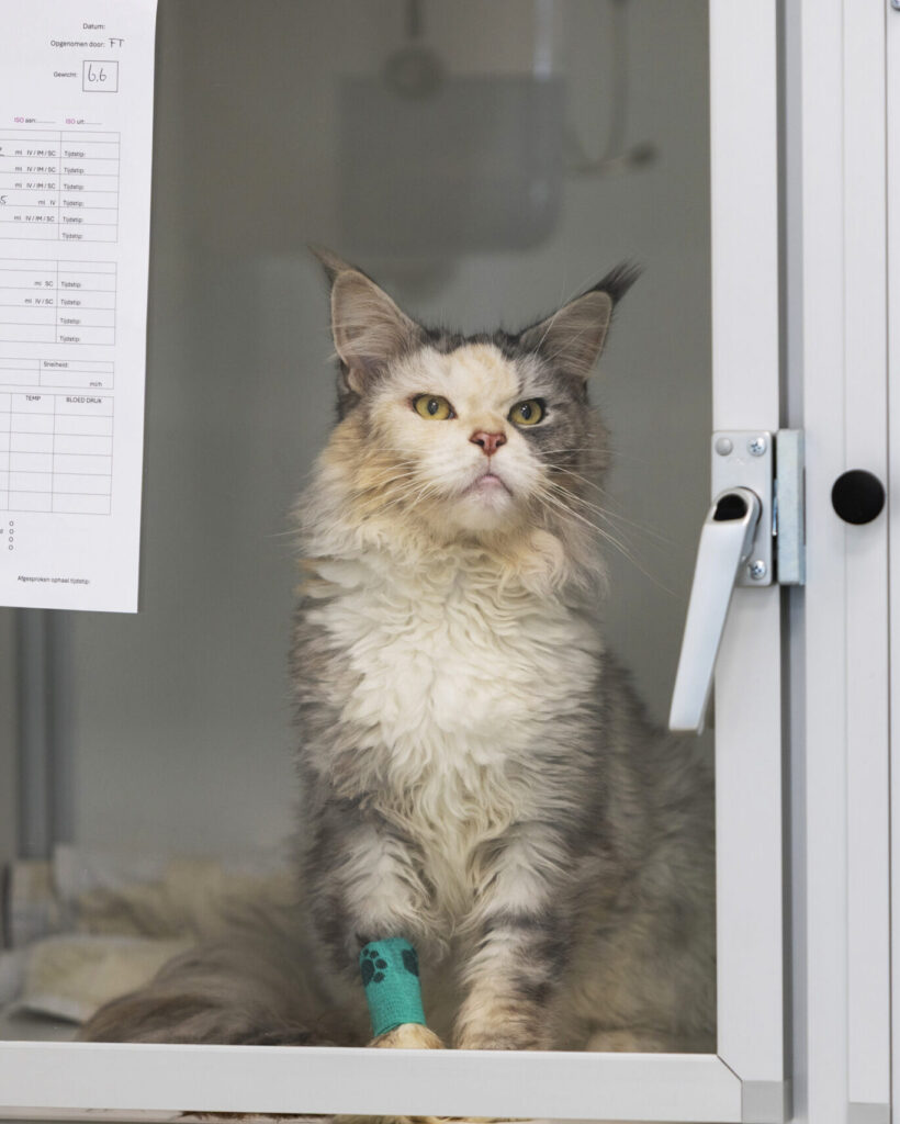 Dierenkliniek Joure - Kattenopname - zelfstandige dierenarts voor huisdieren in Joure, Heerenveen, Sneek, Lemmer en verdere omgeving Friese Meren.