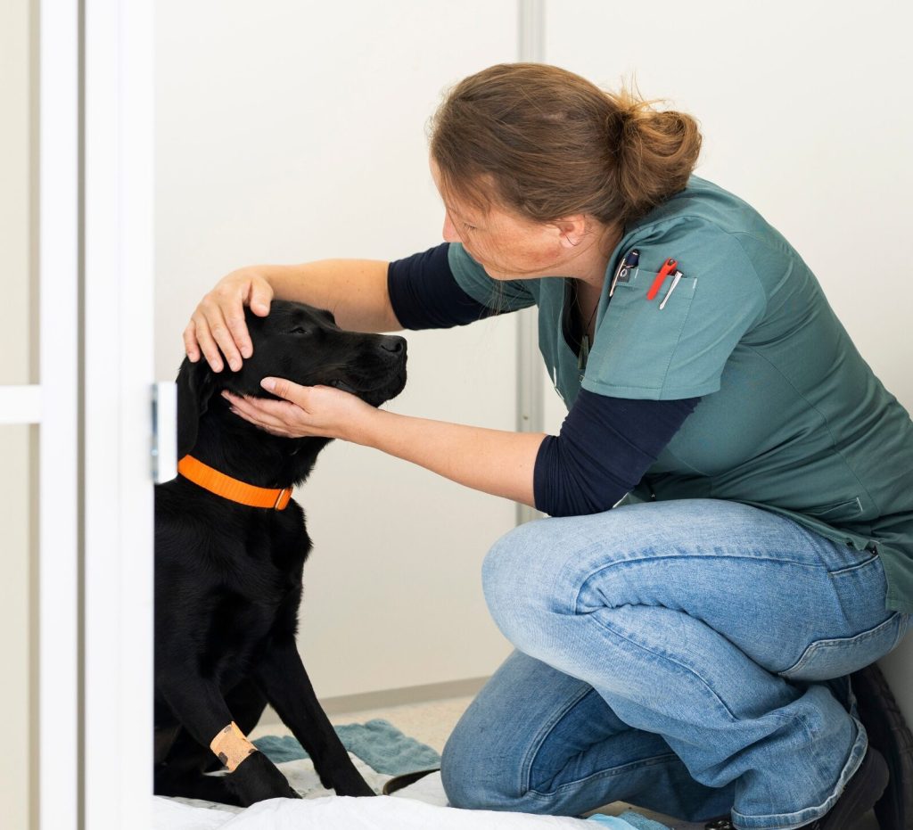 Opname zorg voor uw huisdier - Dierenkliniek Joure - zelfstandige dierenarts voor huisdieren in Joure, Heerenveen, Sneek, Lemmer en verdere omgeving Friese Meren.